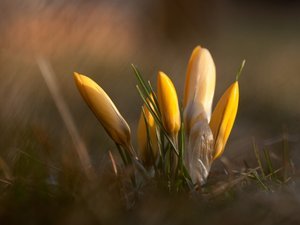 Bloembollen en zaden