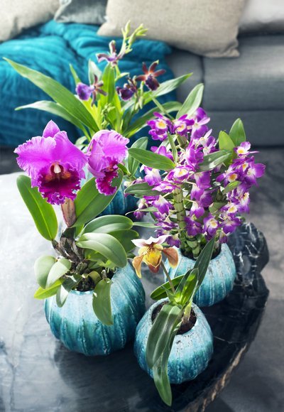 Woonplant van de maand november: Bijzondere orchideeën (Uitgelicht: woonplanten)