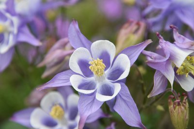 Lentebloemen in de border (Tuinieren)