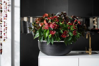 Woonplant van de maand december: Anthurium