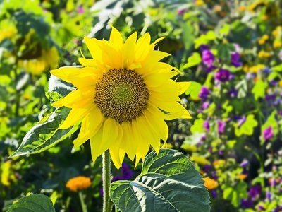 Tuintips van de maand augustus (Tuinieren)