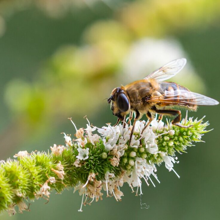 Het belang van biodiversiteit in jouw tuin