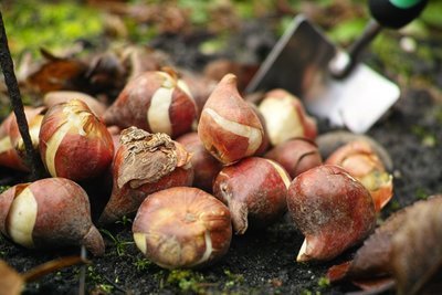 Laatste moment om bloembollen te planten! (Tuinieren)