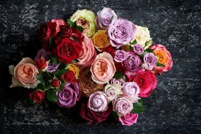 Bloem van de maand oktober: de roos (Kamerplanten)