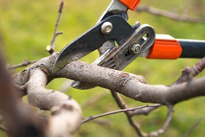 Bomen snoeien: hoe moet dat ook alweer? (Tuinieren)