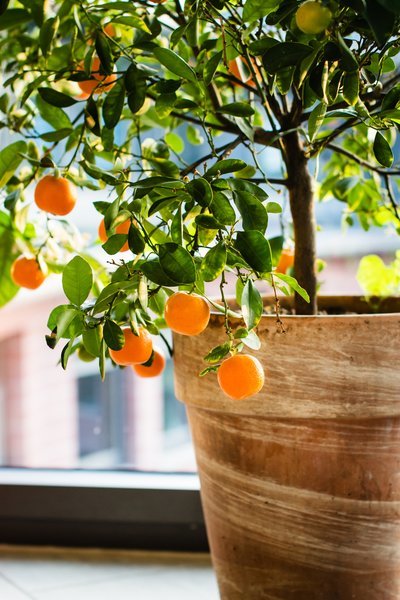Welke bomen kunnen in een pot? (Tuinieren)