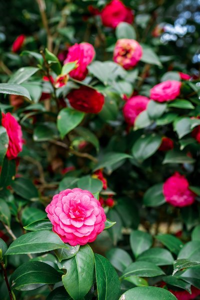 Hoe plant u de Camelia in een kleine tuin? (Tuinieren)