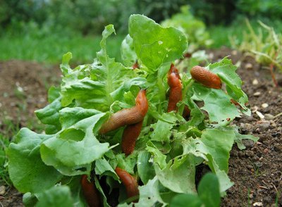 Zo houdt u uw tuin chemicaliën vrij! (Tuinieren)