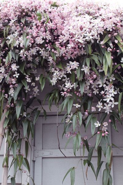 Tuinplant van de maand april: Clematis