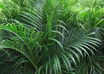 Exotische kamerplant #3 Cycas (Kamerplanten)