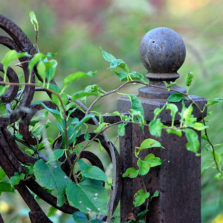 Een oud metalen poortje in de tuin renoveren: 6 stappen (Tuinnieuws)