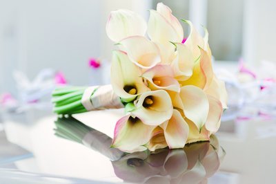 Bloem van de maand mei: De Calla