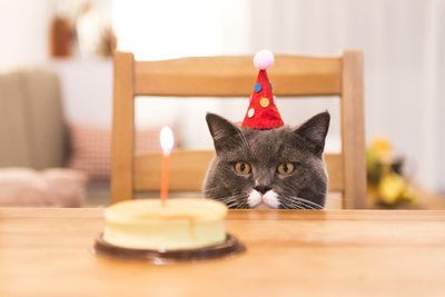 Maak een Dierendagtaart voor uw huisdier! (Dierbenodigdheden)