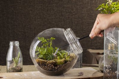 Do It Yourself Planten Terrarium (Do It Yourself)