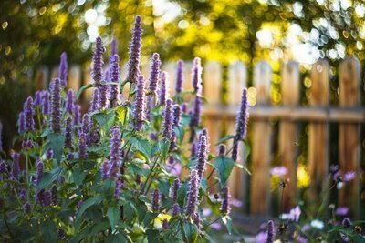 Tuinplanten van de maand juli: Bijenvrienden (Uitgelicht: tuinplanten)