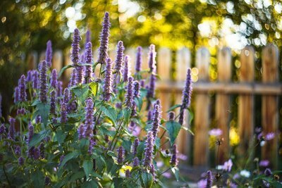 Tuinplanten van de maand juli: Bijenvrienden