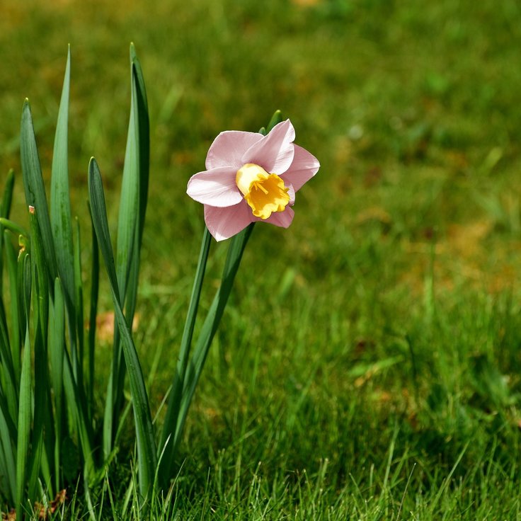 6 Prachtige Roze Narcissen voor een Kleurrijke Tuin