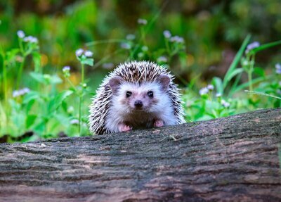 Jaar van de egel (Dieren in de tuin)