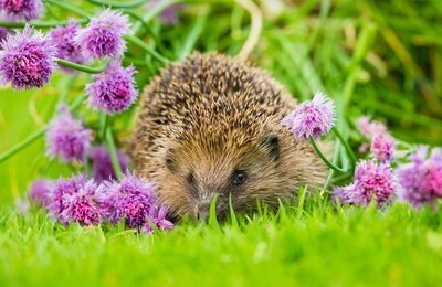 Help de dieren in uw tuin het vroege voorjaar door! (Dieren in de tuin)