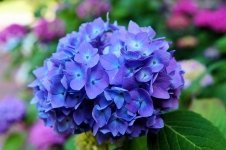 Hoe u een hortensia moet snoeien! (Tuinieren)