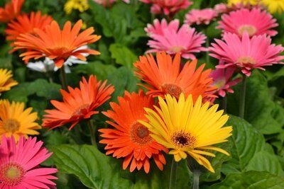 Bloemen van de maand april: Gerbera (Kamerplanten)