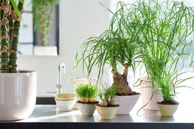 Groene dierenvrienden in de maand oktober (Uitgelicht: woonplanten)