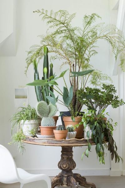 Het kan echt: uw huis als mini eco-systeem (Kamerplanten)