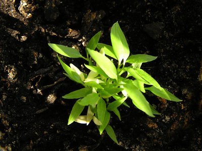 Hoe verbetert u de grond in uw tuin? (Tuinieren)