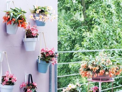 De hangbegonia is dé balkonplant van 2017 (Tuinnieuws)