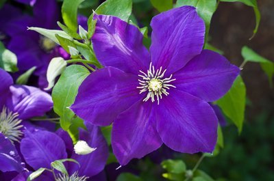 Bloemen in de hedera (Tuinieren)