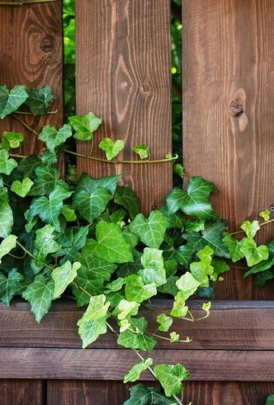 Hedera: hoe komt u er van af? (Tuinieren)
