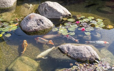 Zo houdt u uw vijverwater helder (Vijver)