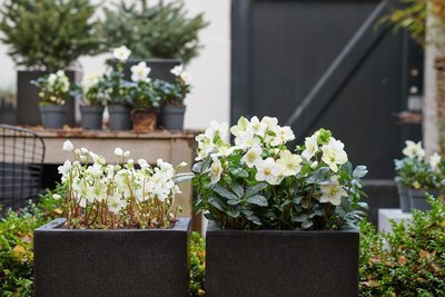 Helleborus is dé tuinplant van december (Uitgelicht: tuinplanten)