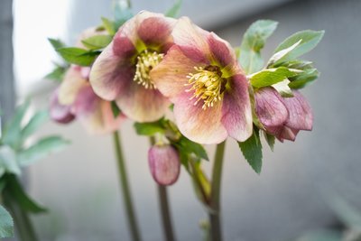 Dé plant van januari: De Helleborus (Uitgelicht: tuinplanten)