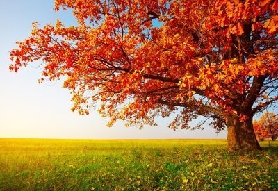 Mooie herfstbomen (Tuinieren)