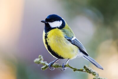 Doe mee met Het Grote Vogelweekend (Dieren in de tuin)