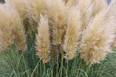 Hippe plantenbakken met siergras (Tuinieren)