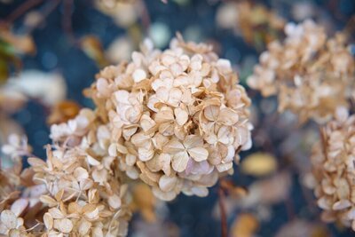 Hortensia vermeerderen