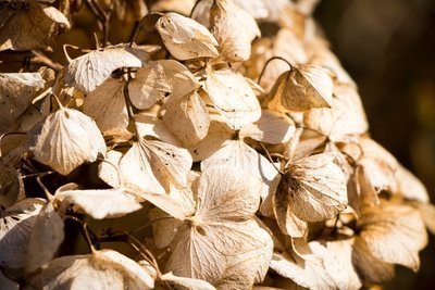 De hortensia heeft water nodig!