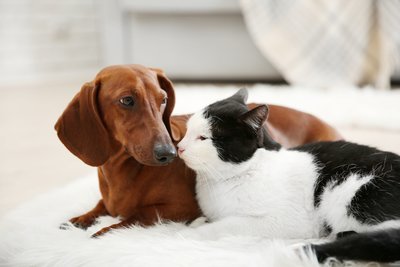 Huisdieren zijn goed voor de gezondheid! (Dierbenodigdheden)