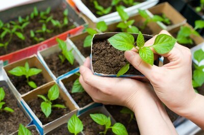 Moestuin: begin alvast ín huis! (Moestuin)