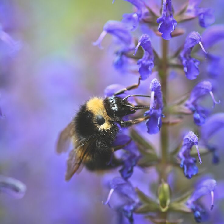 12 Inheemse bestuiversplanten die je bij tuincentra kunt kopen en precies wanneer je elke soort plant (Uitgelicht: tuinplanten)