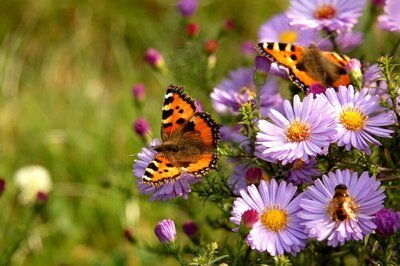 Zo redt u de insecten! (Dieren in de tuin)