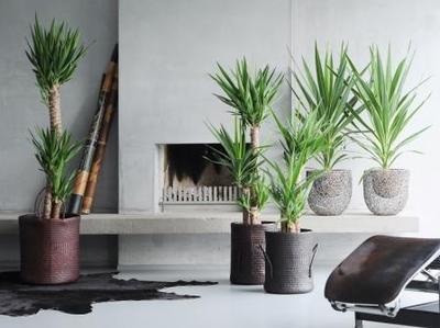 Inspiratie: hangende binnentuin met kamerbomen