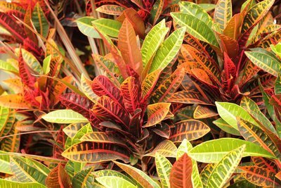Vier toffe woonplanten voor in de herfst (Kamerplanten)