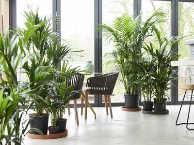 Groene woonkamer in januari: de Kentiapalm! (Uitgelicht: woonplanten)