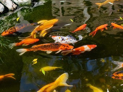 Wat heb je nodig om een koivijver in je tuin te maken? (Vijver)
