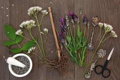 Planten tegen stress (Tuinieren)