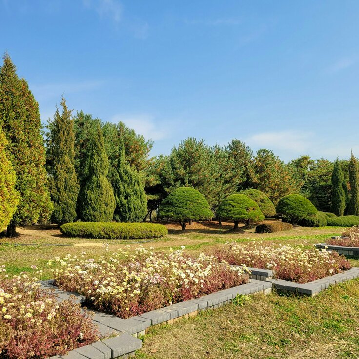 Waarom Inheemse Planten het Geheime Wapen Zijn voor een Gezonde Tuin (Uitgelicht: tuinplanten)