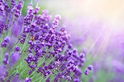 Lavendel snoeien: het is weer tijd! (Tuinieren)